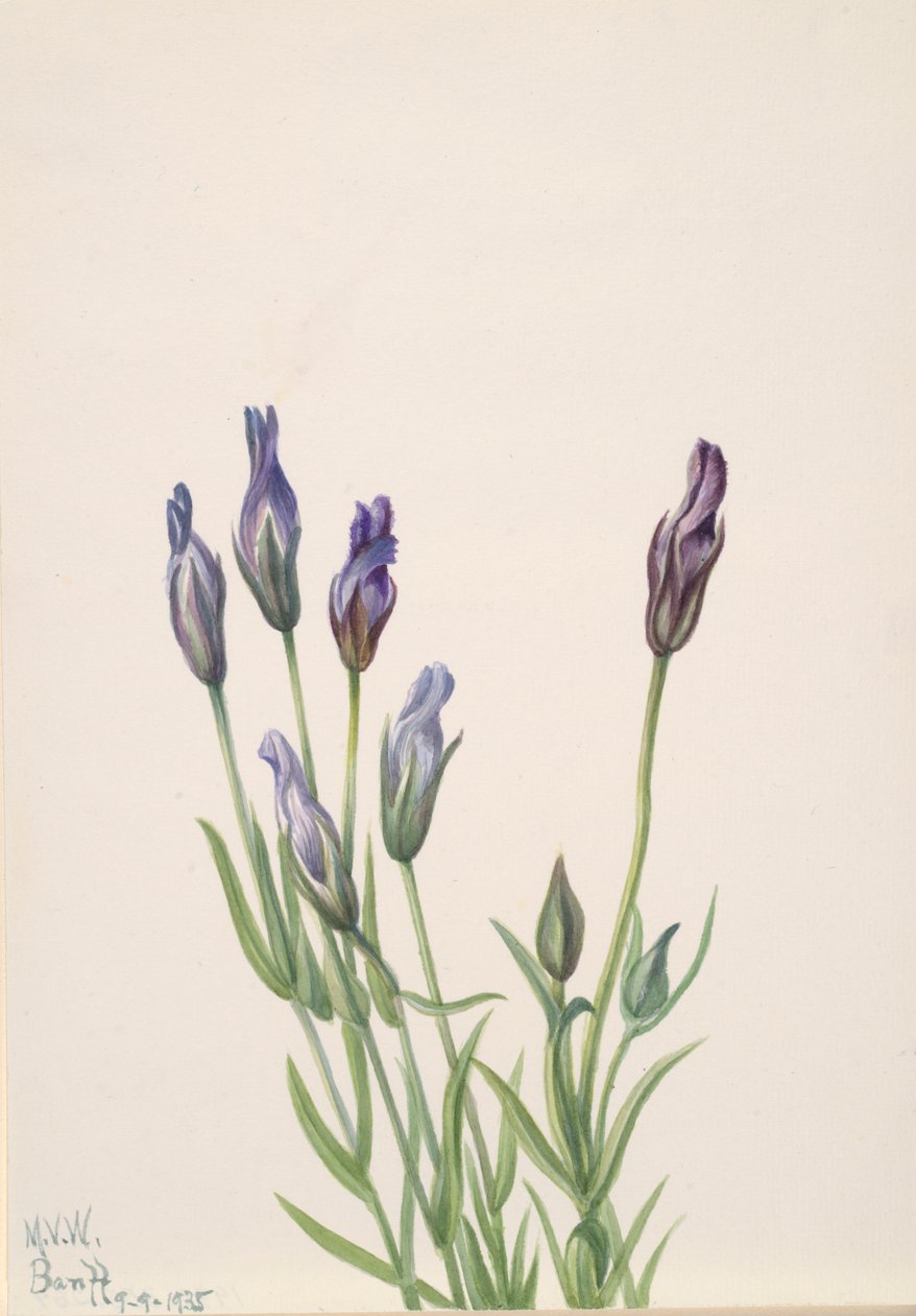 Gentiana Gentiana macounii, 1935. av Mary Vaux Walcott