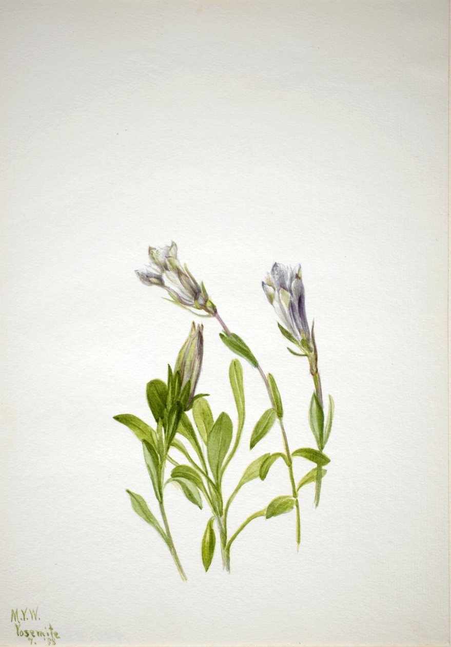 Gentian Gentiana nybär, 1938. av Mary Vaux Walcott
