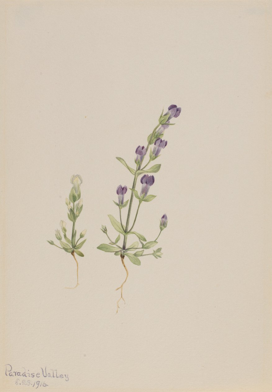 Gentiana propingua av Mary Vaux Walcott