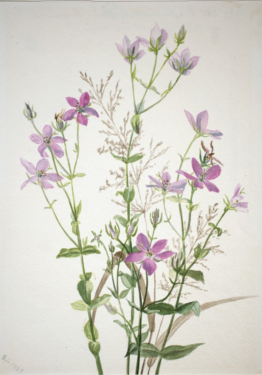 Gentianacease sabbalia angularis av Mary Vaux Walcott