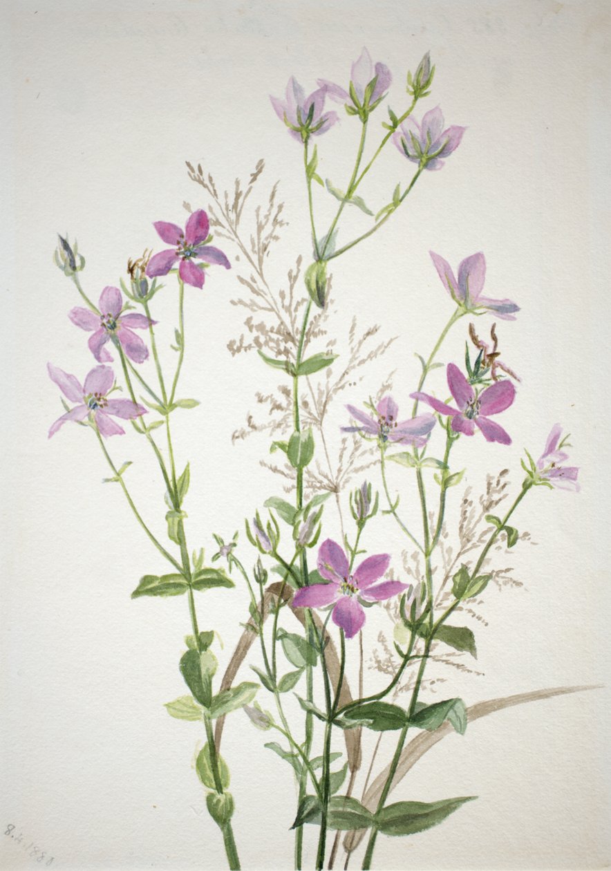 Gentianas sabbalia angularis, 1880. av Mary Vaux Walcott