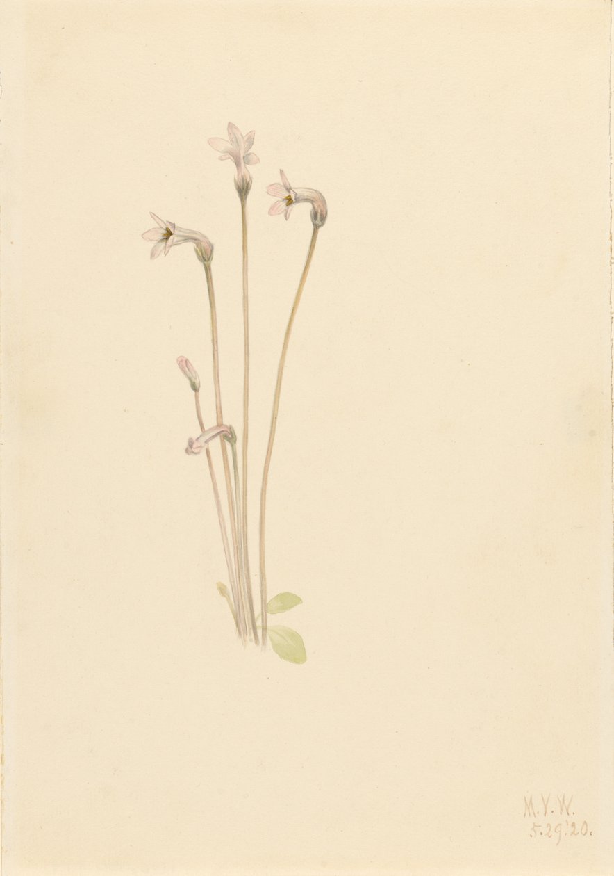 Spökpipa (Thalesia uniflora) av Mary Vaux Walcott