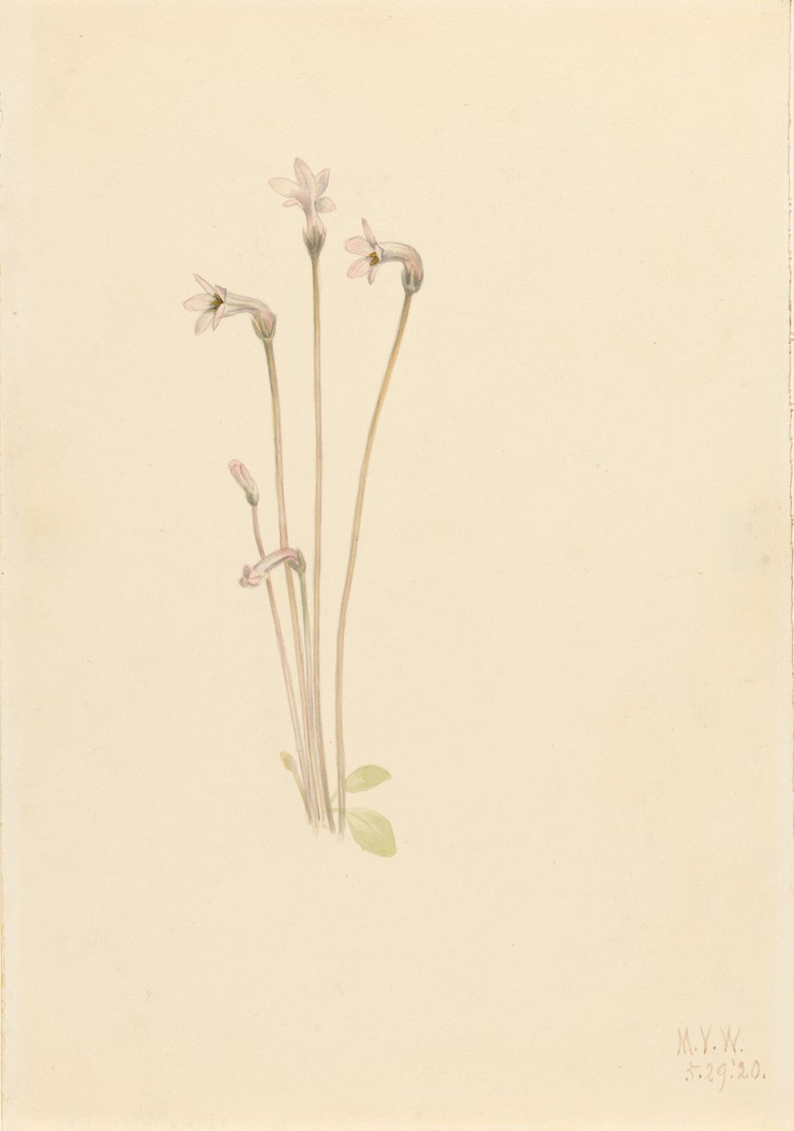 Spökrör Thalesia uniflora, 1920. av Mary Vaux Walcott