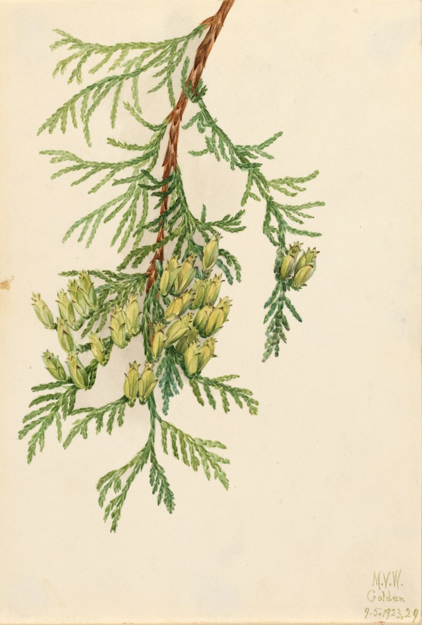 Jätte Arborvitae Thuja plicata, 1923. av Mary Vaux Walcott