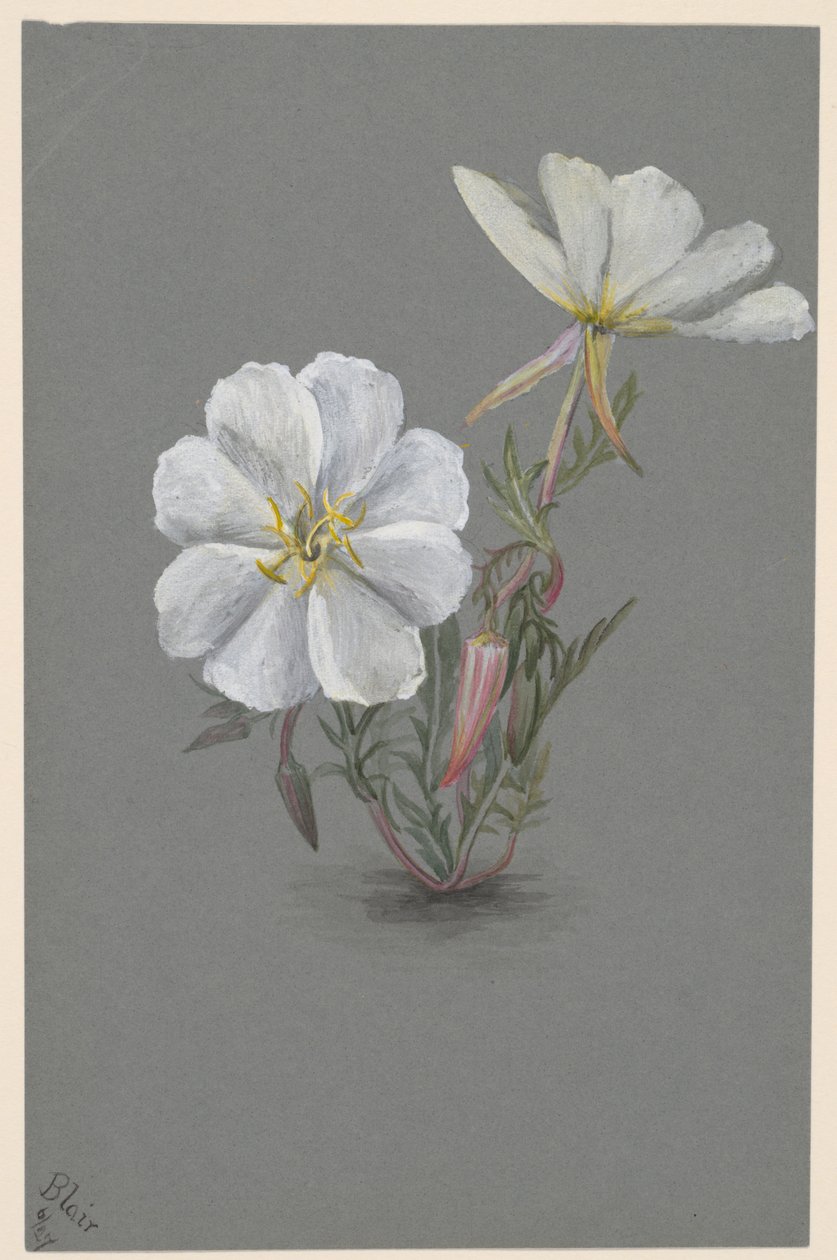 Jätte Helleborine Epipactis gigantea, ca. 1880. av Mary Vaux Walcott