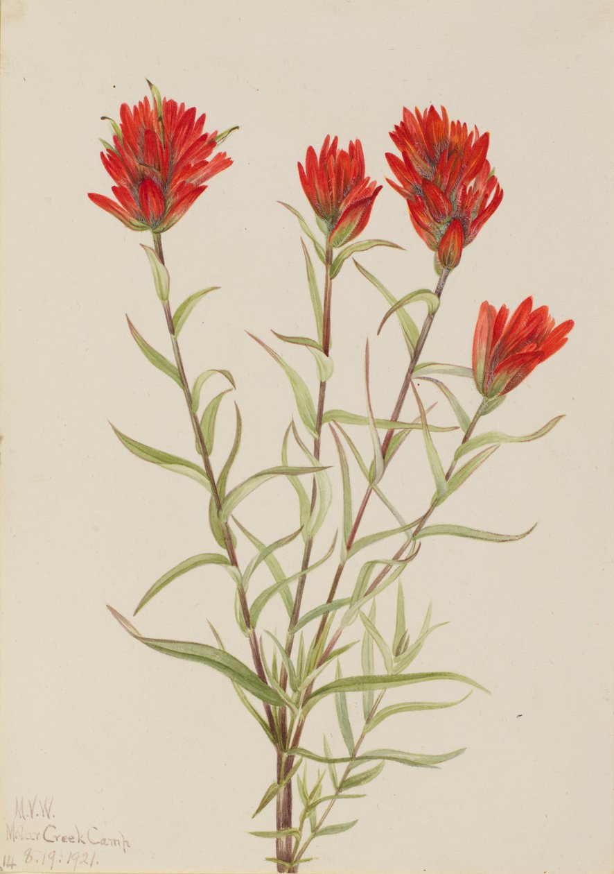 Jätteröd pensel Castilleja miniata, 1921. av Mary Vaux Walcott