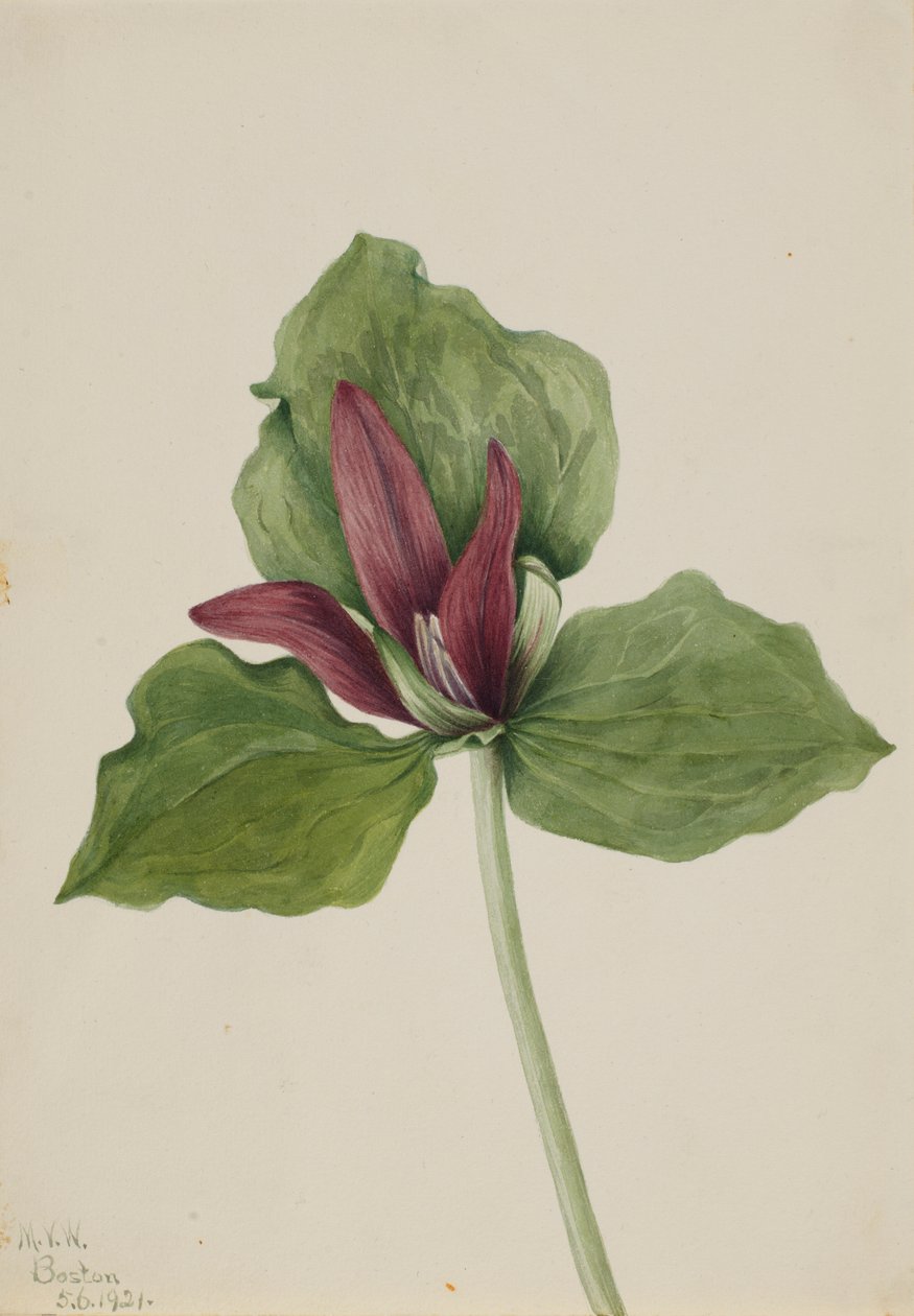 Jättetrillium (Trillium chloropetalum) av Mary Vaux Walcott