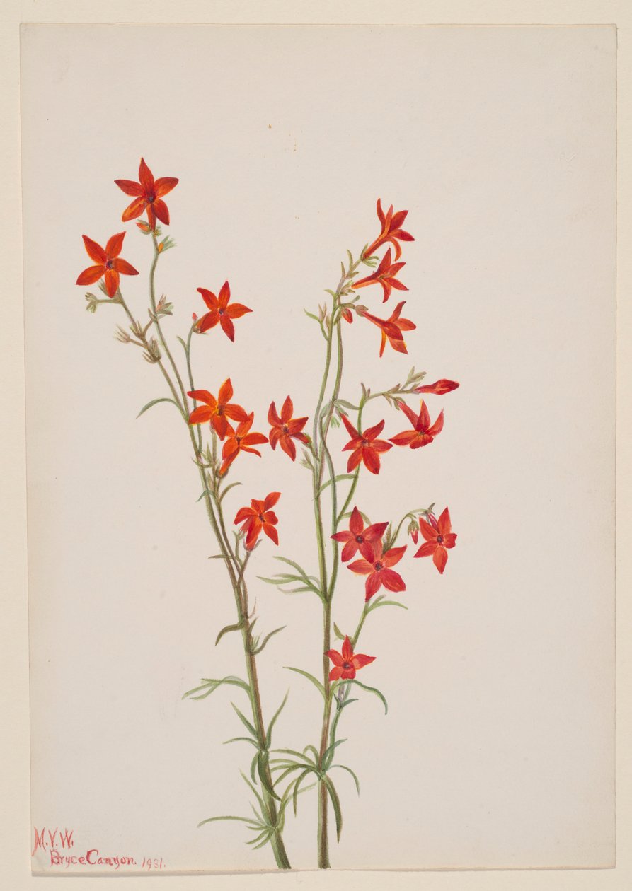 Gilia arizonica av Mary Vaux Walcott