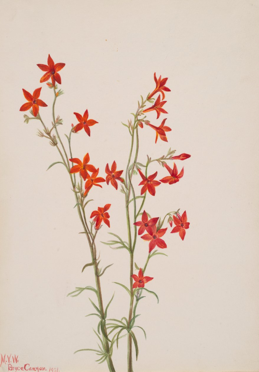 Gilia Arizona, 1931. av Mary Vaux Walcott