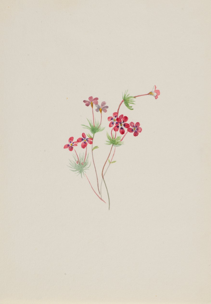 Gilia linanthus parviflorus av Mary Vaux Walcott