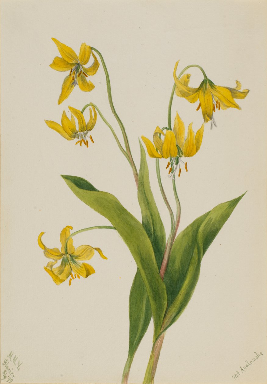Glaciärlilja Erythronium grandiflorum, 1899. av Mary Vaux Walcott
