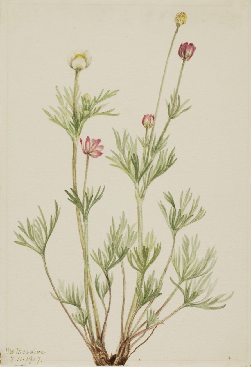Klotanemon (Anemone globosa) av Mary Vaux Walcott
