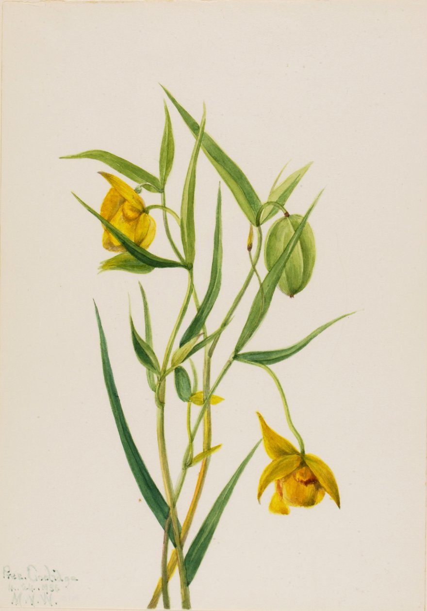 Gyllene felyktan Calochortus amabilis, 1936. av Mary Vaux Walcott