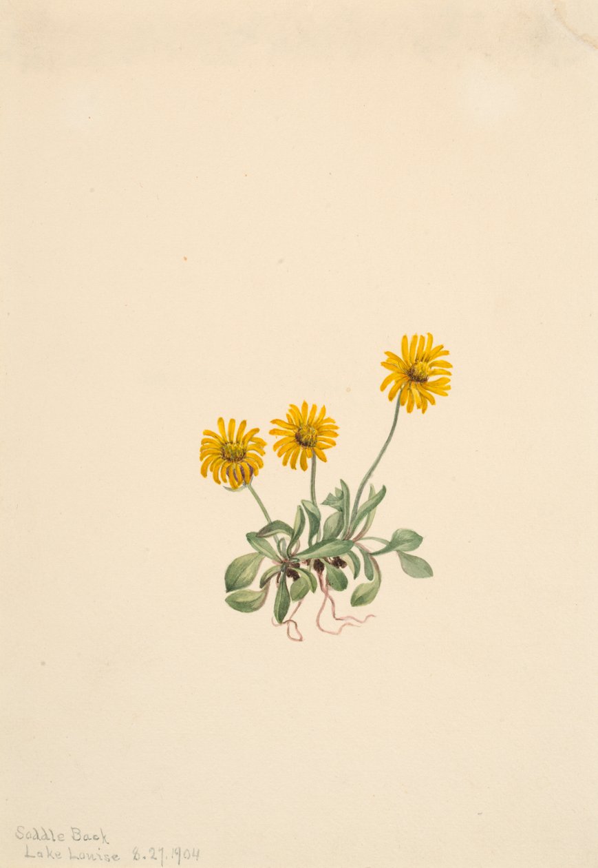 Gyllene loppor Erigeron aureus, 1904. av Mary Vaux Walcott