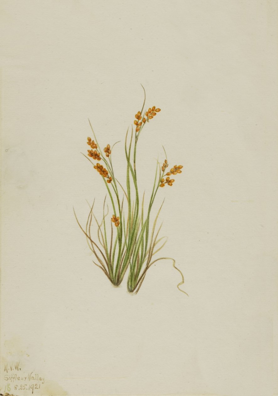 Golden Sedge Carex aurea, 1921. av Mary Vaux Walcott