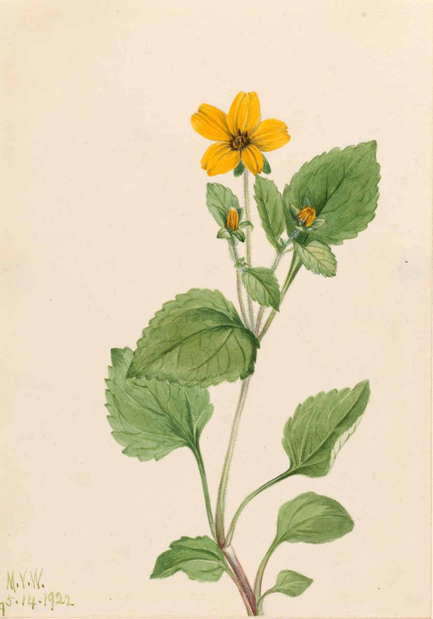 Gyllene stjärnan (Chrysogonum virginianum) av Mary Vaux Walcott