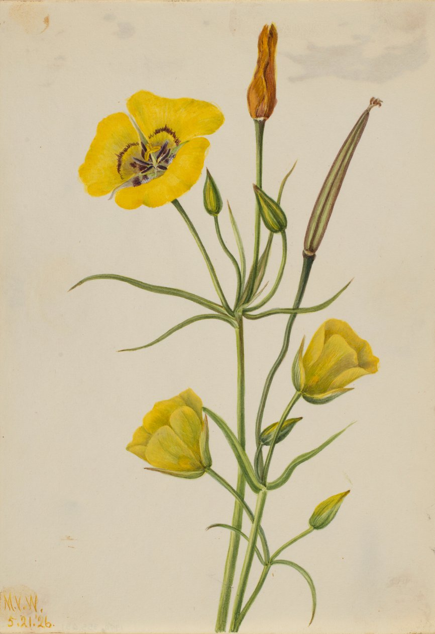Guldbowl Mariposa (Calochortus claratus) av Mary Vaux Walcott