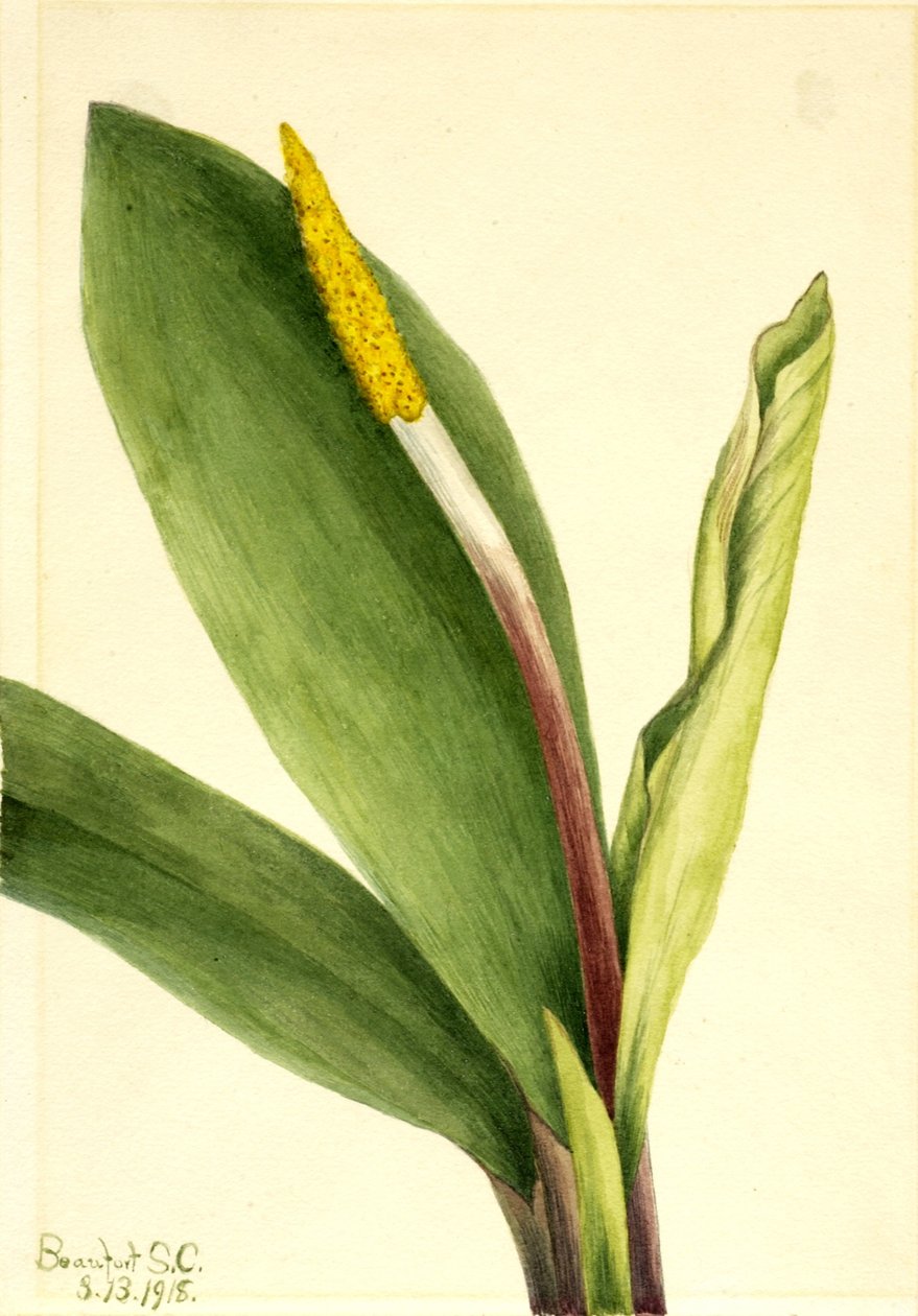 Guldklubba (Orontium aquaticum) av Mary Vaux Walcott