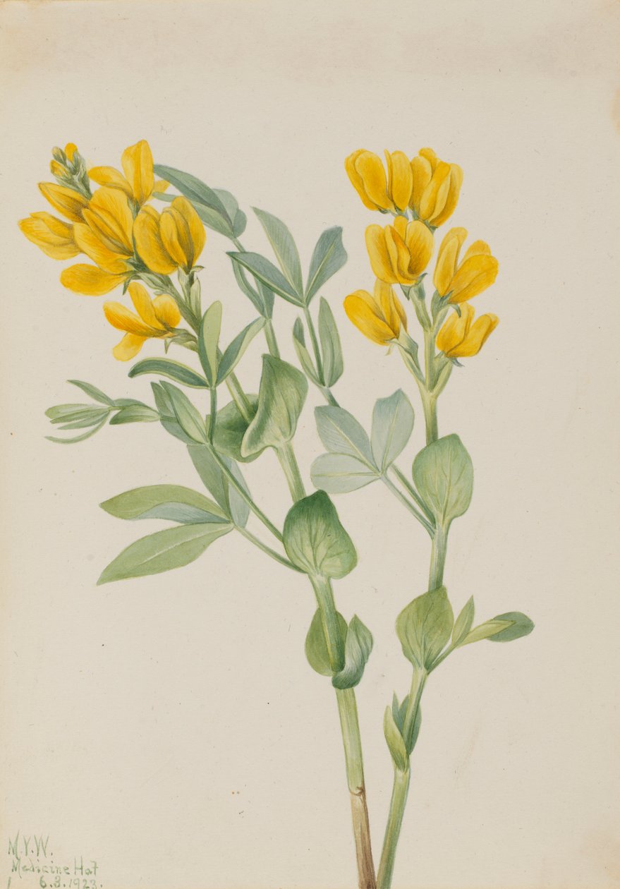 Gyllene ärtväxter (Thermopsis rhombifolia) av Mary Vaux Walcott