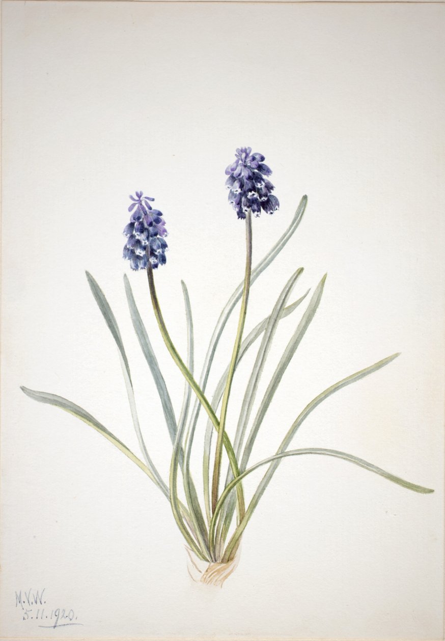 Druvhyacint (Muscari racemosum) av Mary Vaux Walcott