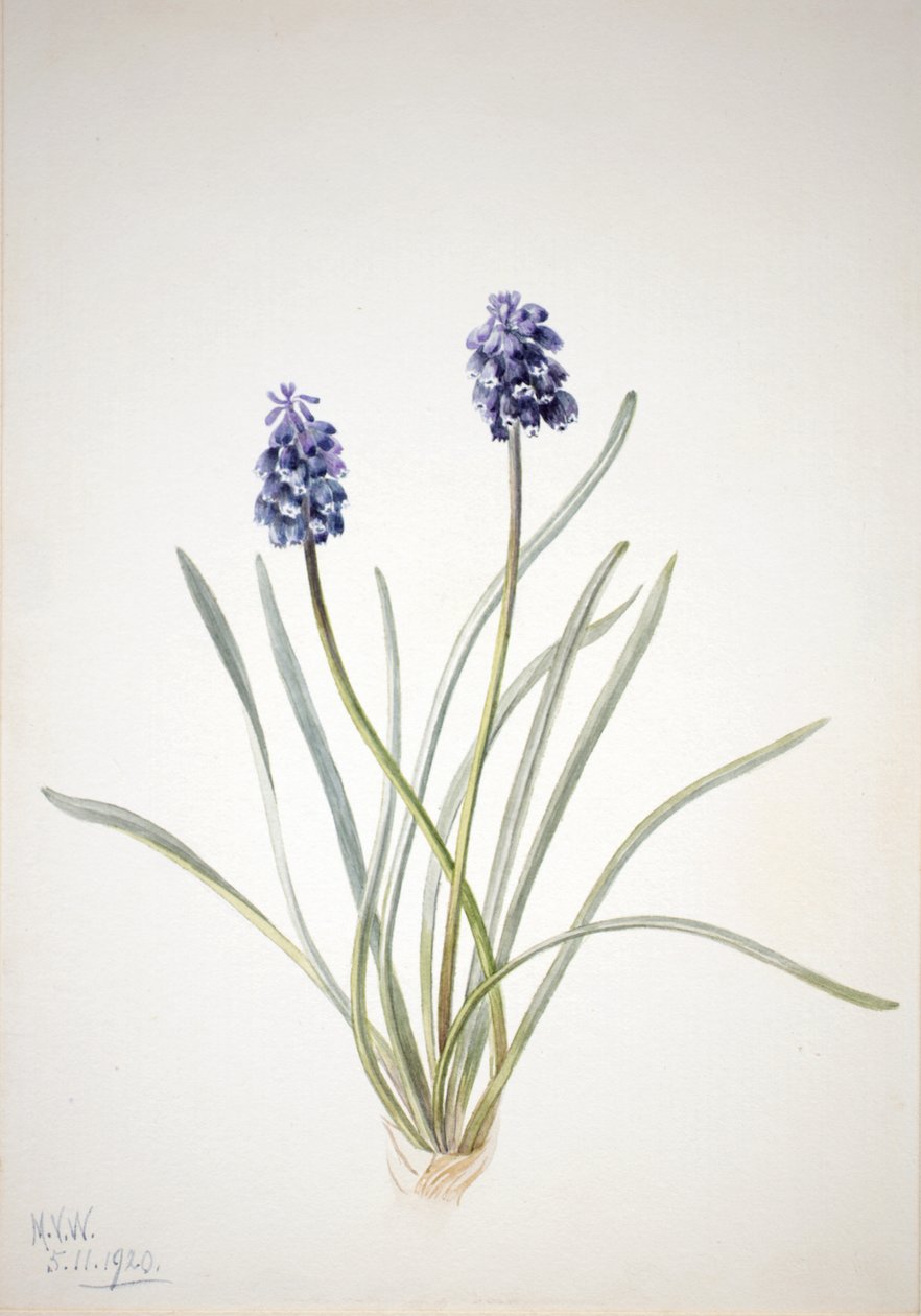 Druva Hyacinth Muscari racemosum, 1920. av Mary Vaux Walcott