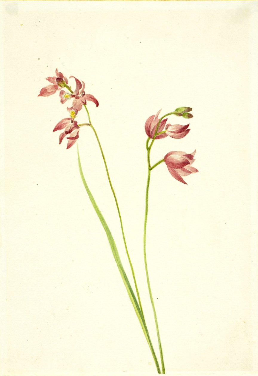Gräsrosa orkidé (Limodorum tuberosum) av Mary Vaux Walcott
