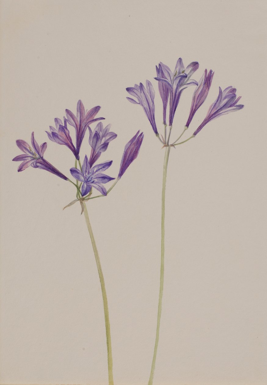 Gräsnöt Brodiaea laxa, 1933. av Mary Vaux Walcott