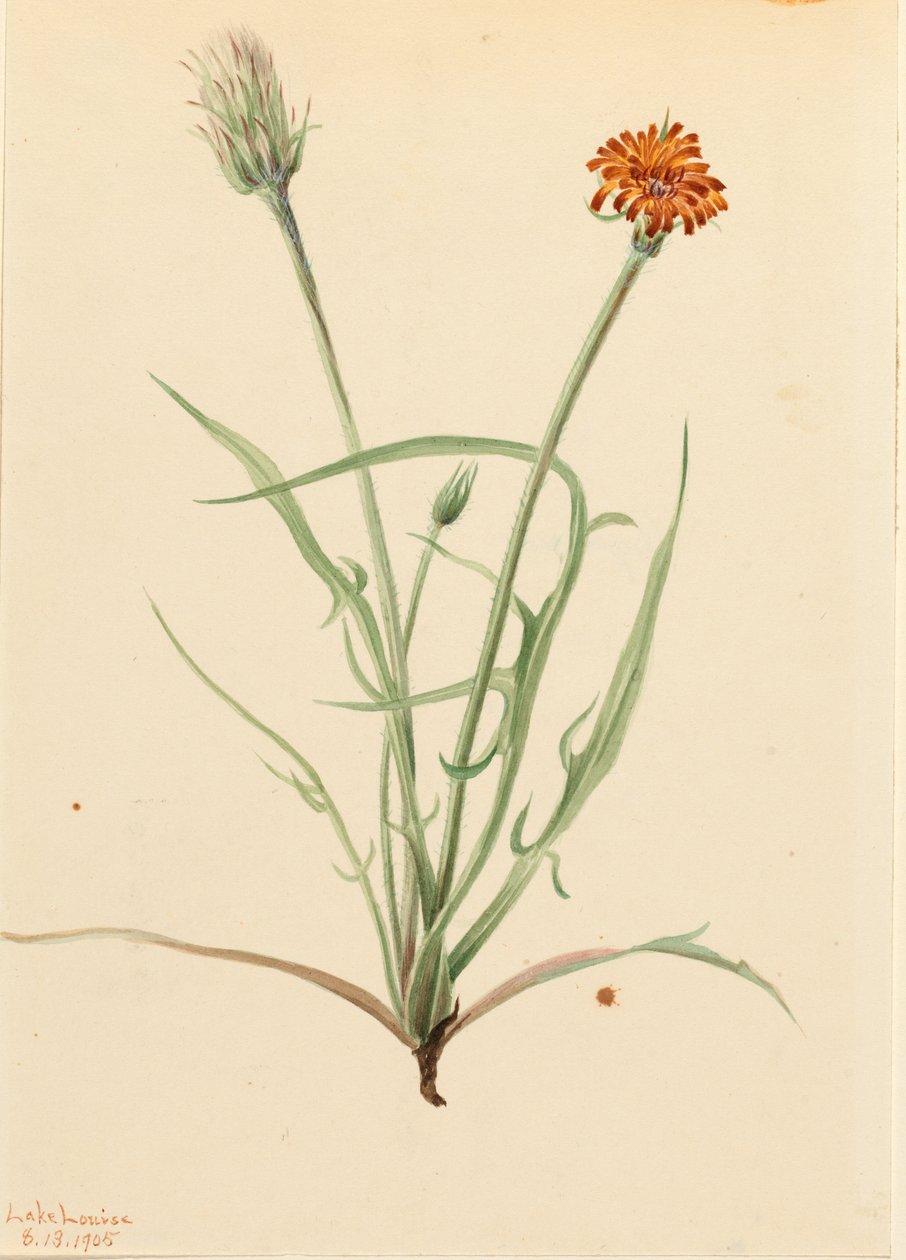 Gräsbladsagoseris (Agoseris graminifolia) av Mary Vaux Walcott