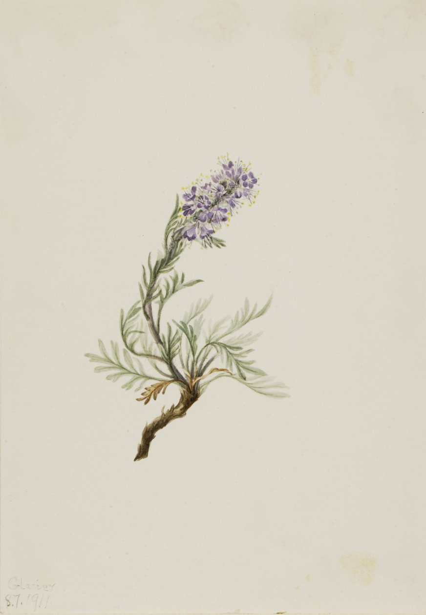 Grå phacelia (Phacelia sericea) av Mary Vaux Walcott