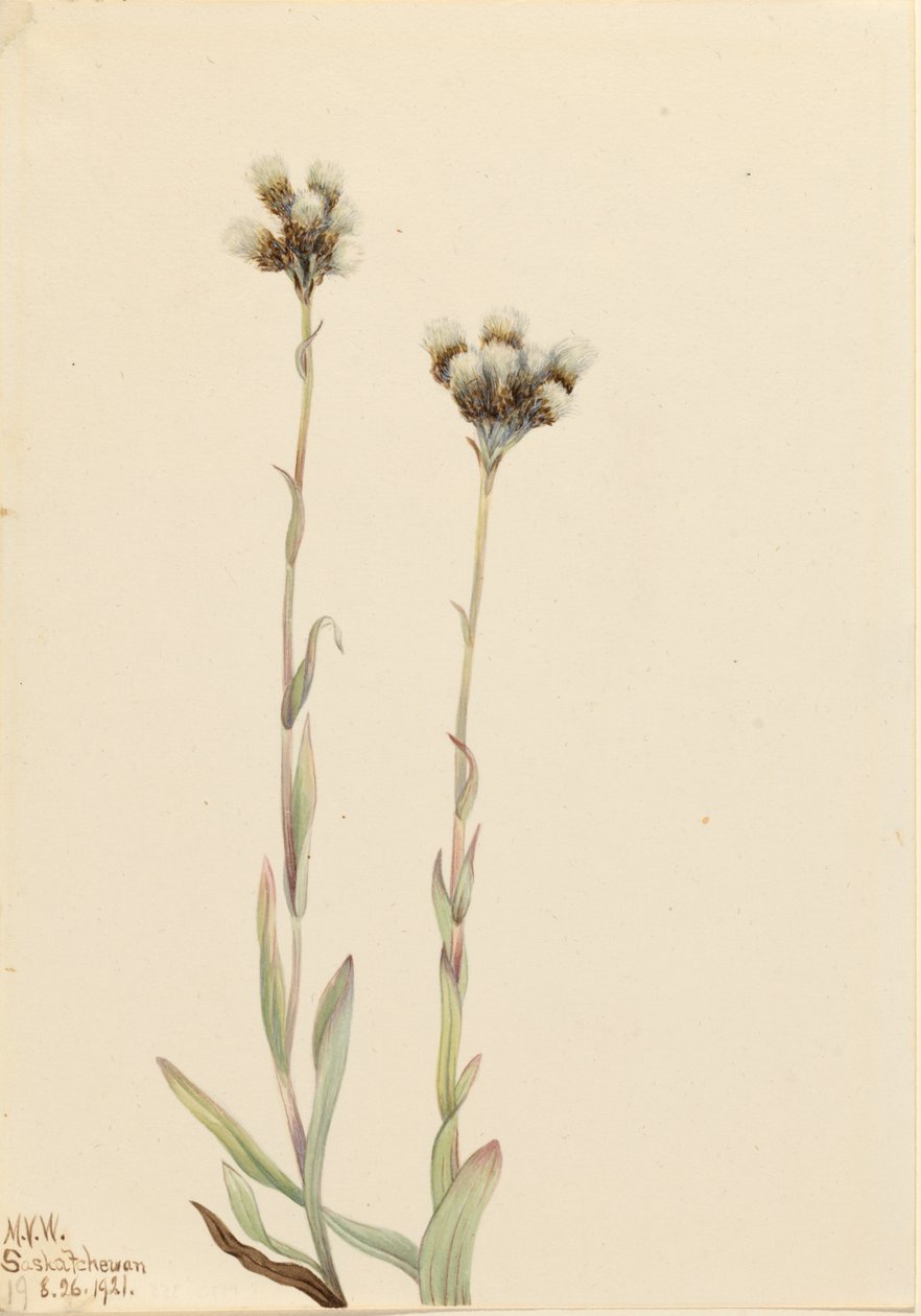 Grå mästerkorsnäva (Antennaria howellii) av Mary Vaux Walcott