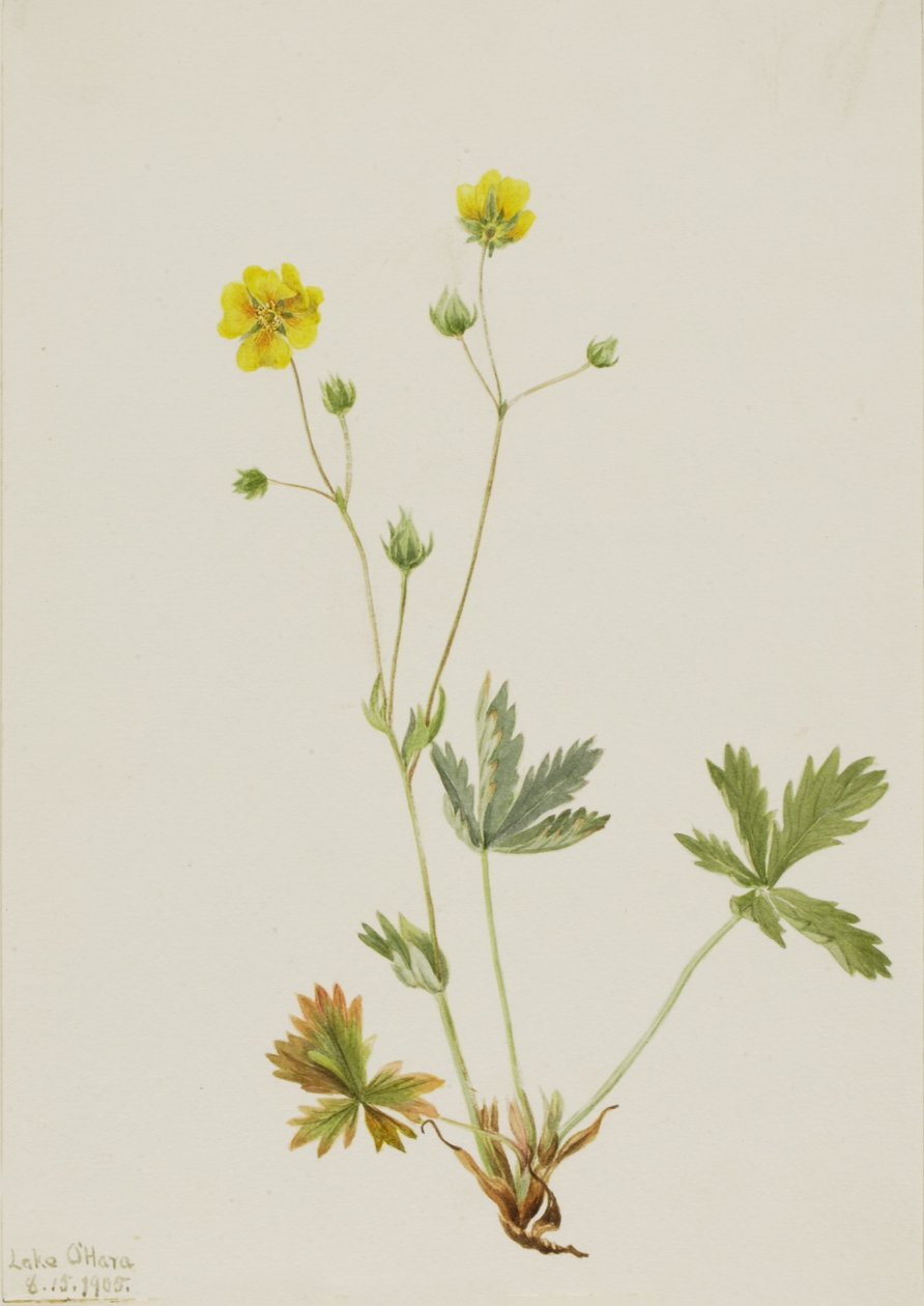 Gråbladig femfingerört (Potentilla glaucophylla) av Mary Vaux Walcott
