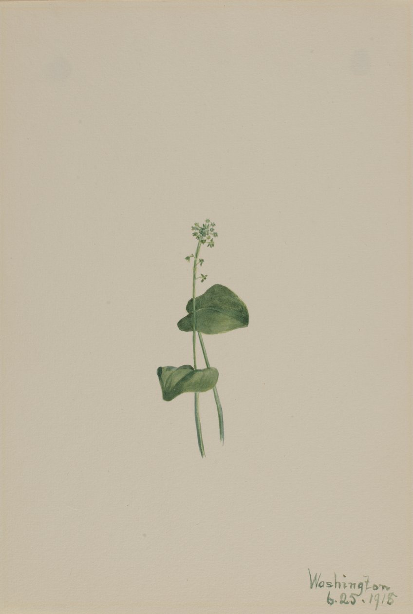 Grön huggorm mun Malaxis unifolia, av Mary Vaux Walcott