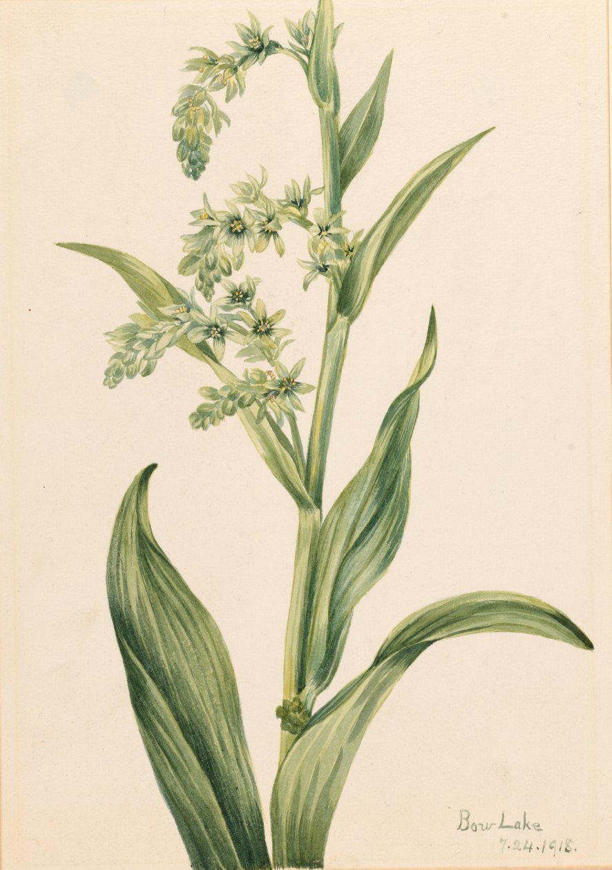 Grön björnkål (Veratrum viride) av Mary Vaux Walcott