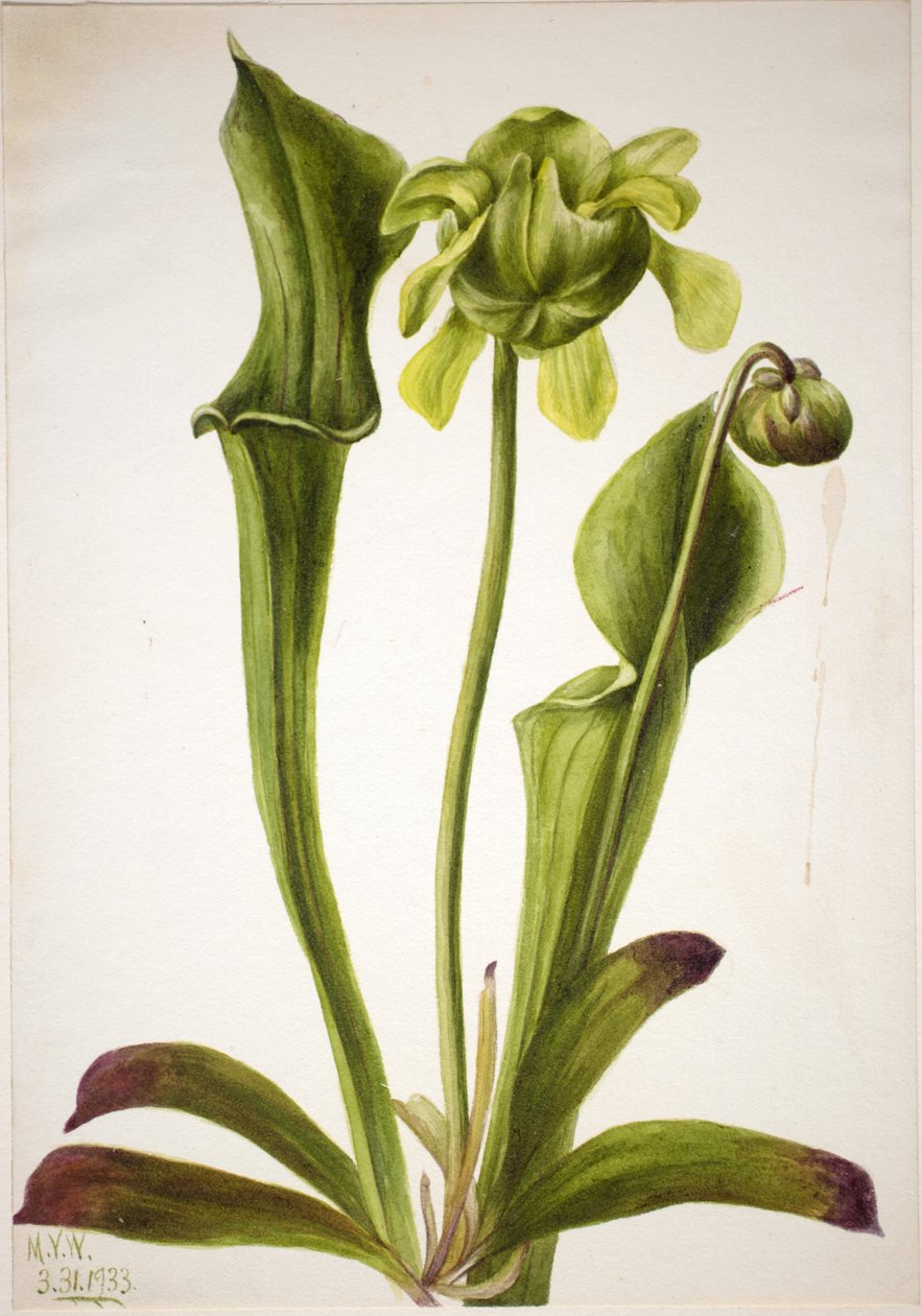 Grön krukväxt (Sarracenia orephila) av Mary Vaux Walcott