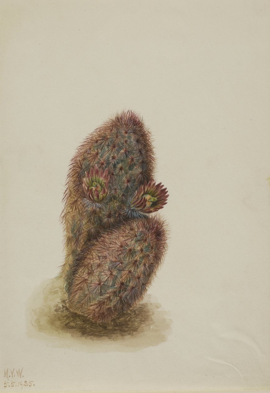 Grön jordgubbskaktus Echinocereus viridiflorus, 1925. av Mary Vaux Walcott