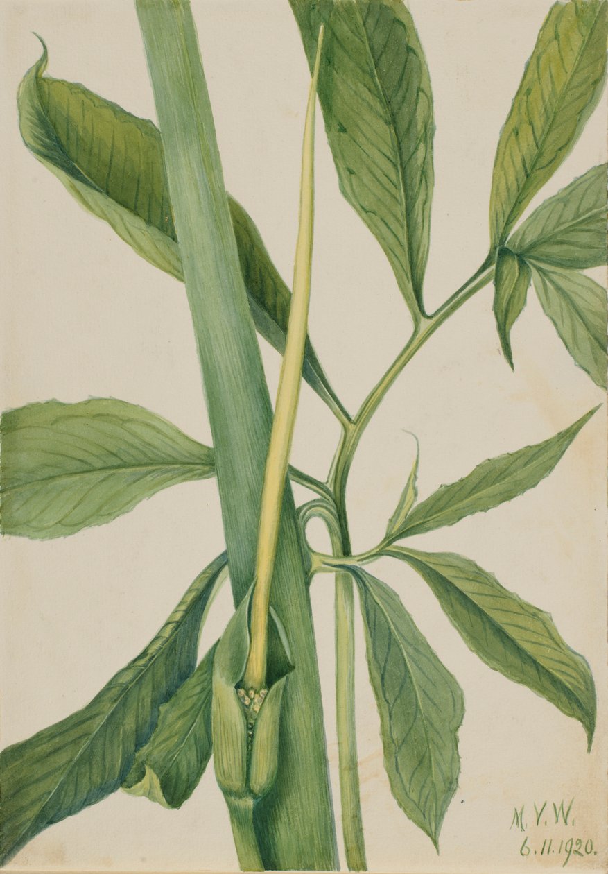 Gröndragon (Arisaema dracontium) av Mary Vaux Walcott