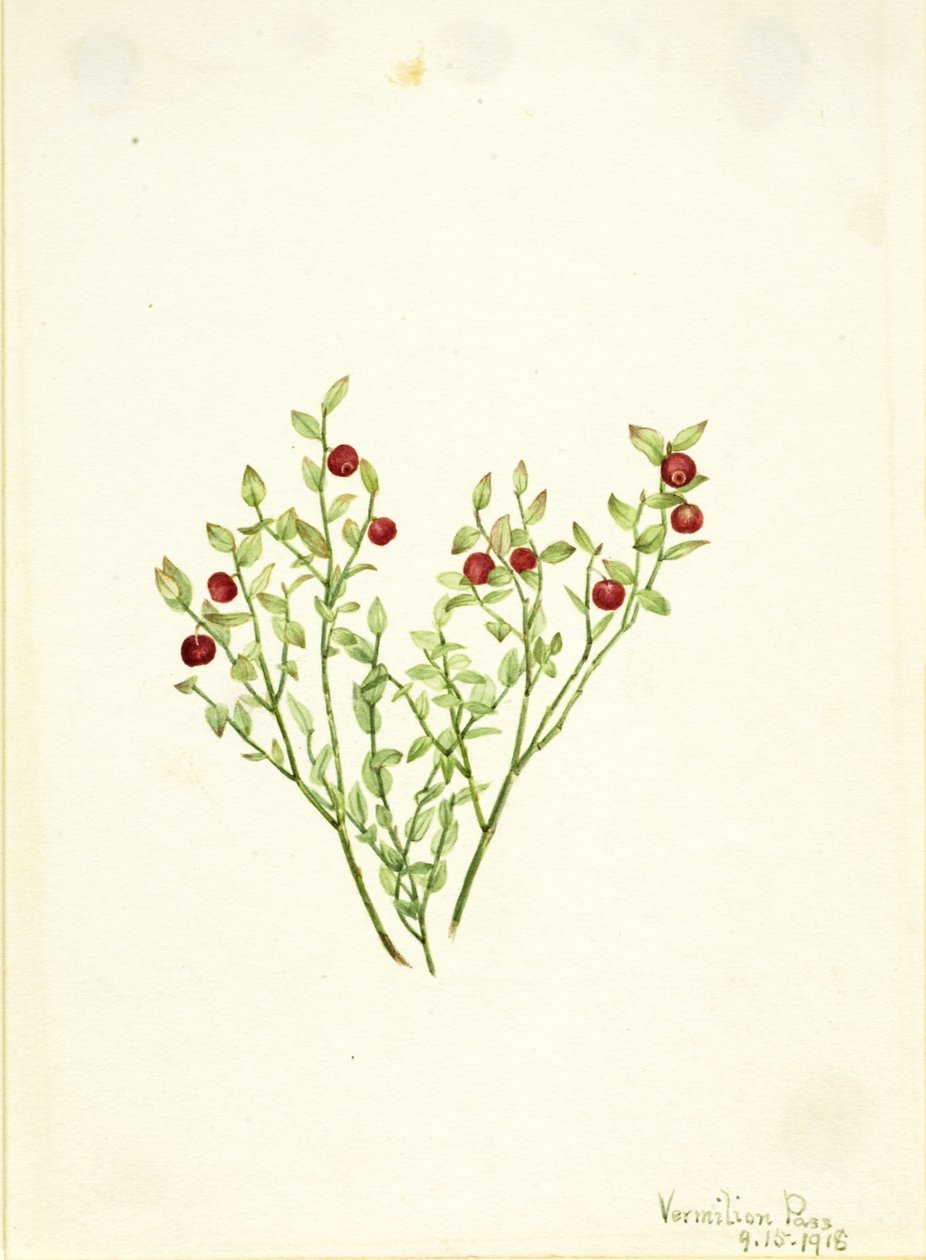 Grouse Whortleberry (Vaccinium scoparium) av Mary Vaux Walcott