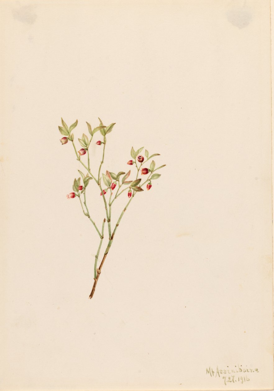 Skogsbär (Vaccinum scoparium) av Mary Vaux Walcott