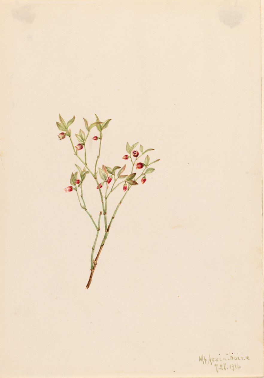Grouse Whortleberry Vaccinium scoparium, 1916. av Mary Vaux Walcott