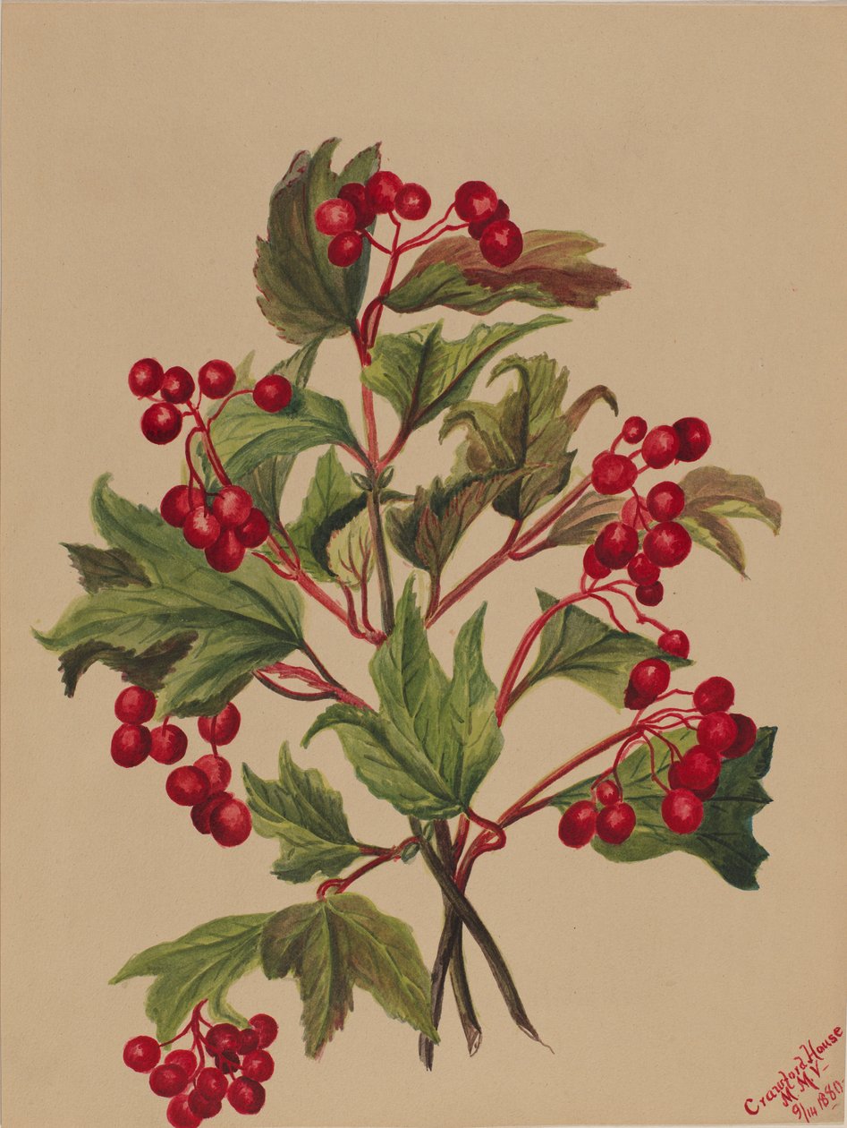 Grouseberry (Viburnum americanum) av Mary Vaux Walcott