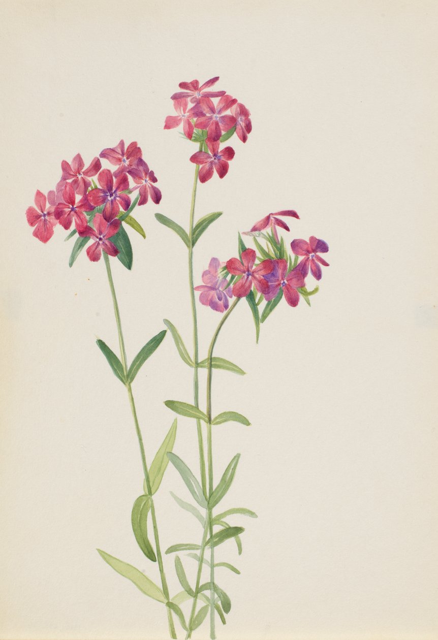 Hårig Phlox Phlox amoena, ca. tidigt 1930-tal. av Mary Vaux Walcott