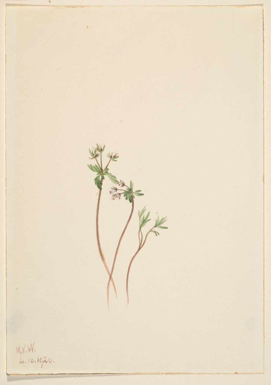Vårens förkunnare (Erigenia bulbosa) av Mary Vaux Walcott