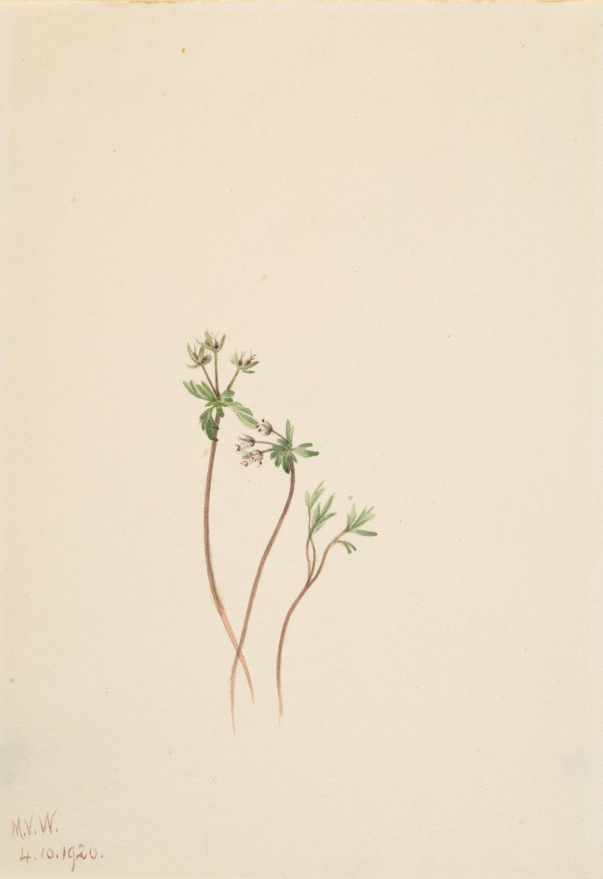Vårens förebud Erigenia bulbosa, 1920. av Mary Vaux Walcott