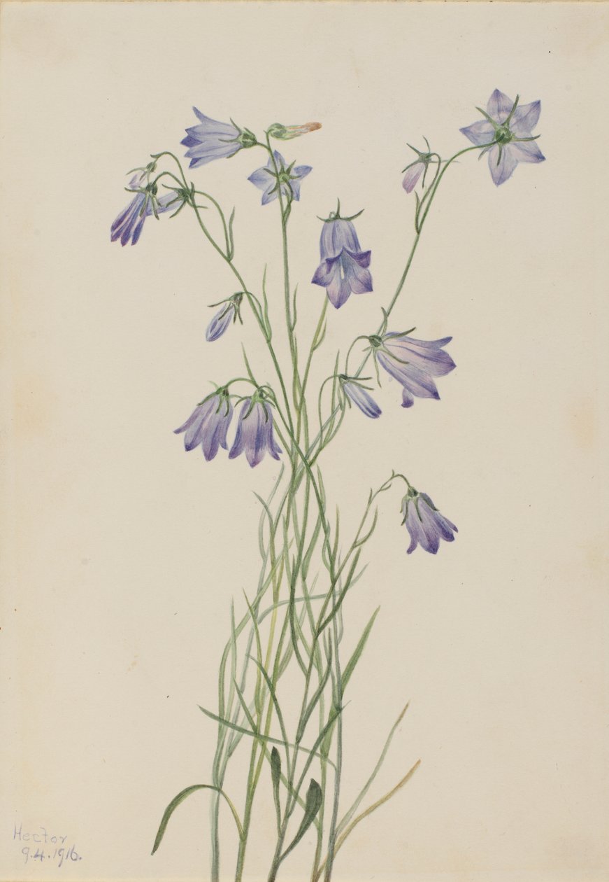 Harklöver (Campanula rotundifolia) av Mary Vaux Walcott