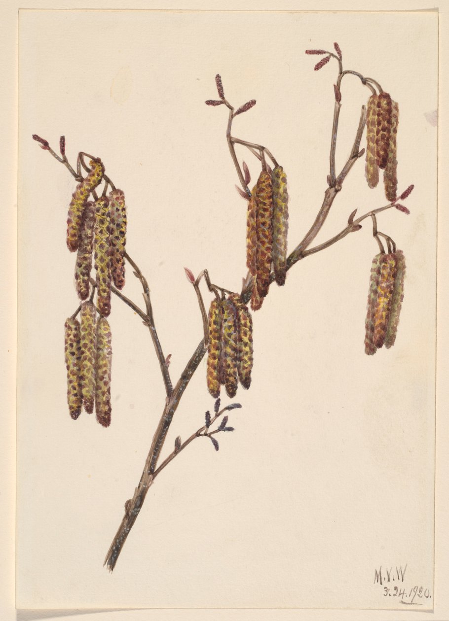 Hasselal (Alnus regosa) av Mary Vaux Walcott