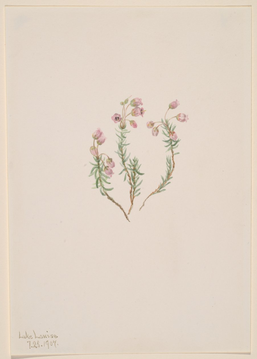 Heather Phyllodoce intermedia, 1907. av Mary Vaux Walcott