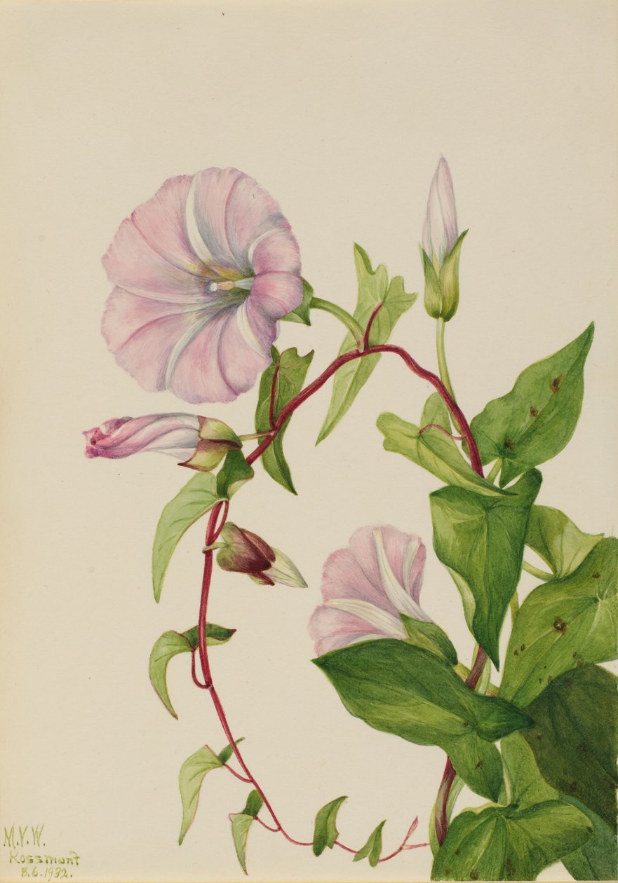 Häckvial (Calystegia (Convolvulus) sepium) av Mary Vaux Walcott