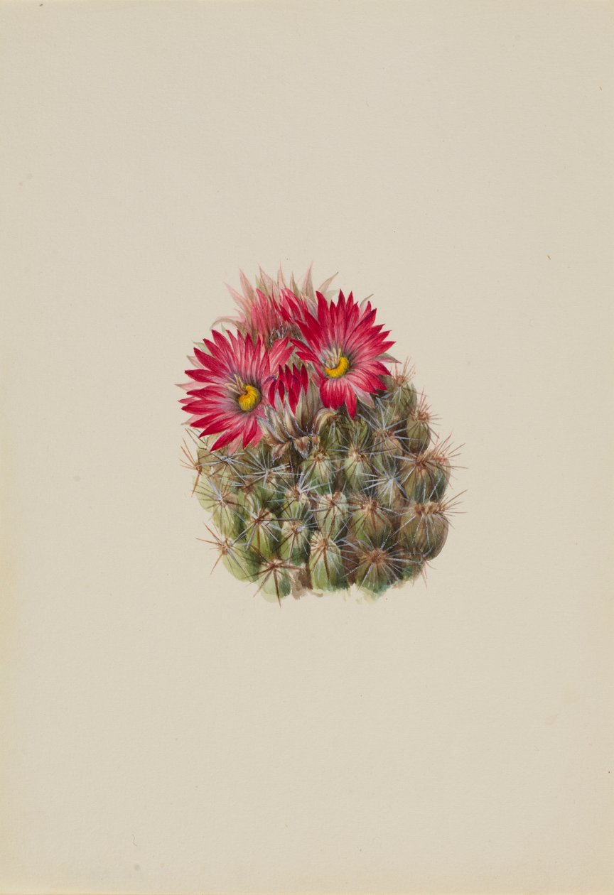 Igelkottkaktus (Coryphantha arizonica) av Mary Vaux Walcott