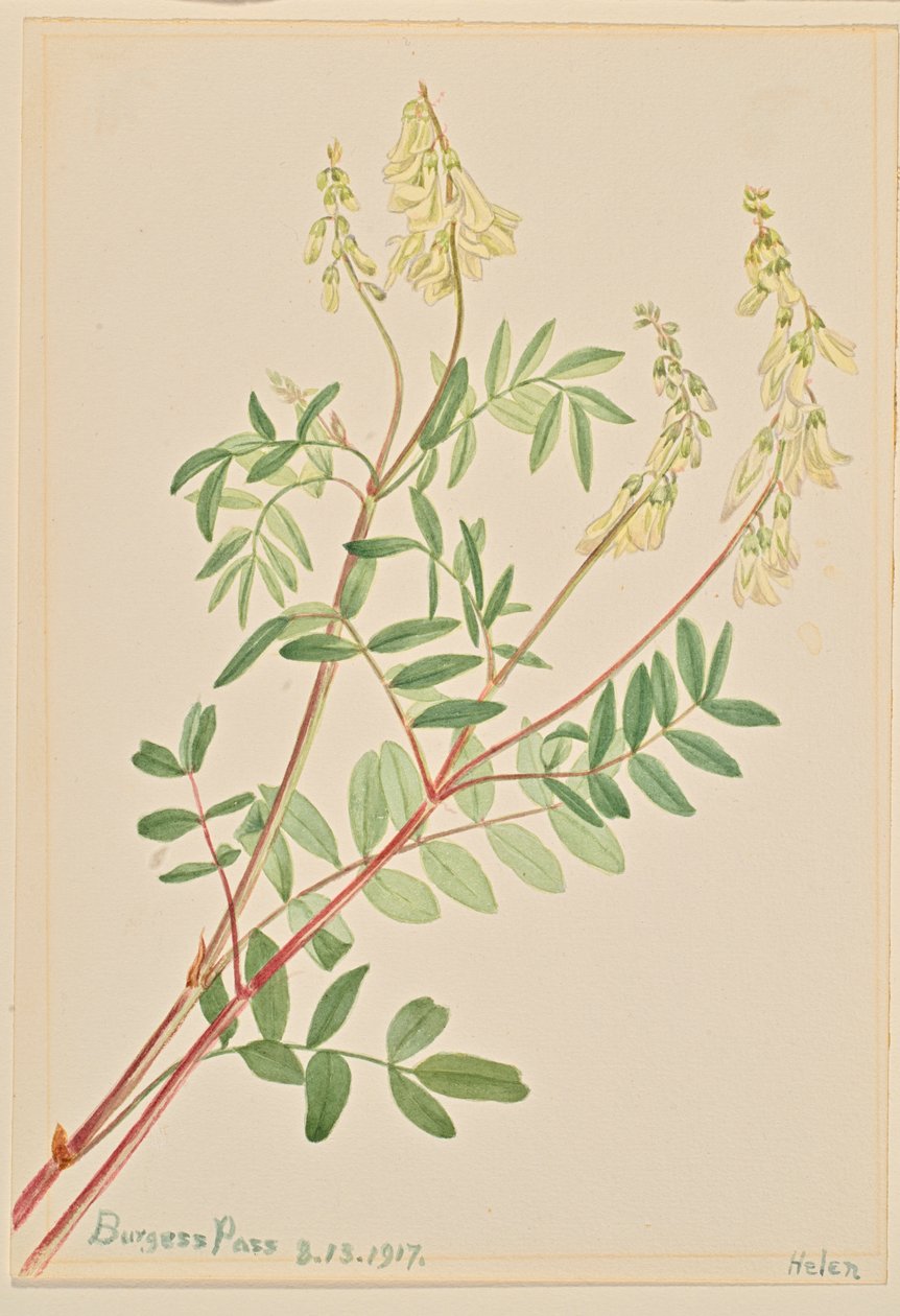 Hedysarum (Hedysarum sulphurescens) av Mary Vaux Walcott