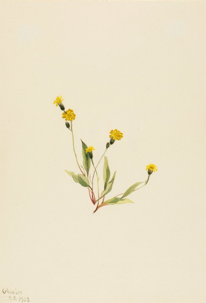 Heieracium gracile av Mary Vaux Walcott